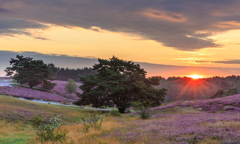 Brunssummerheide Schemering op de Brunssummerheide