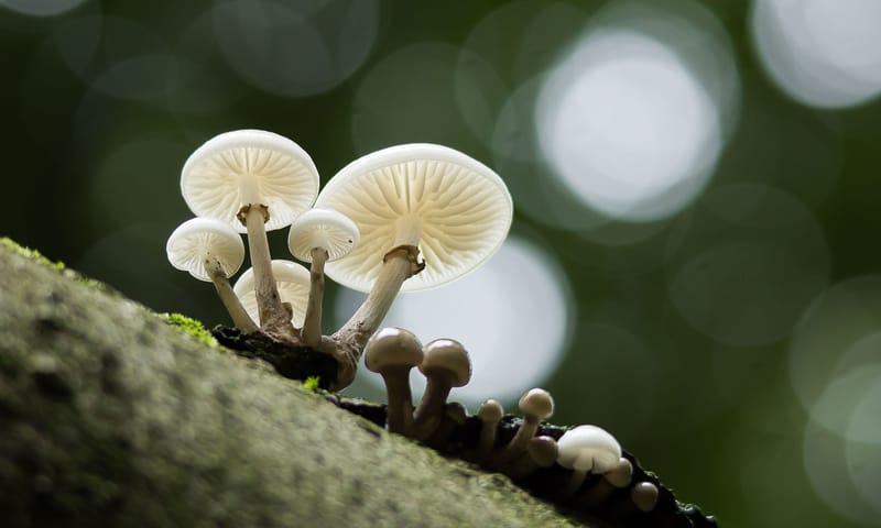 Porseleinzwam Porseleinzwam
