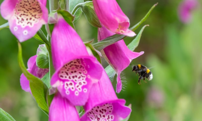Hommel bij Vingerhoedskruid Hommel bij Vingerhoedskruid