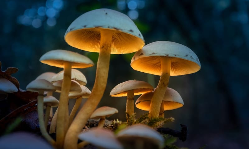 Paddenstoelen met kunstlicht Paddenstoelen met kunstlicht