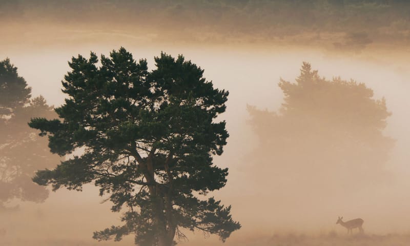 Edelhert in de mist Edelhert in de mist