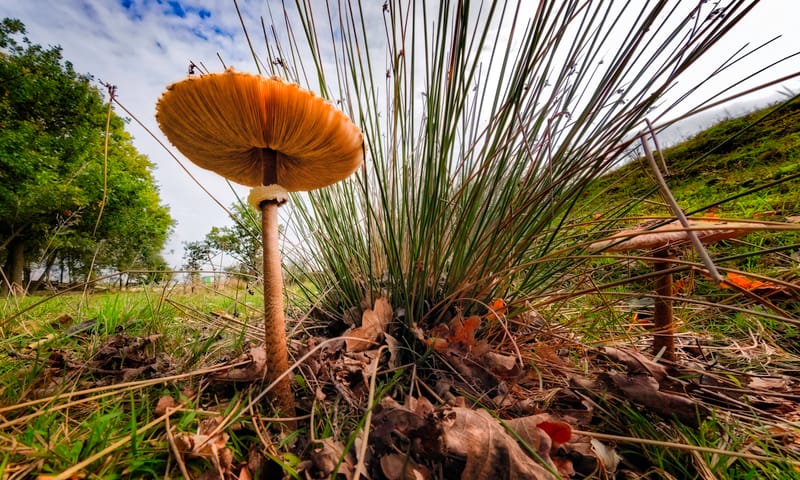 Grote Parasolzwam Grote Parasolzwam