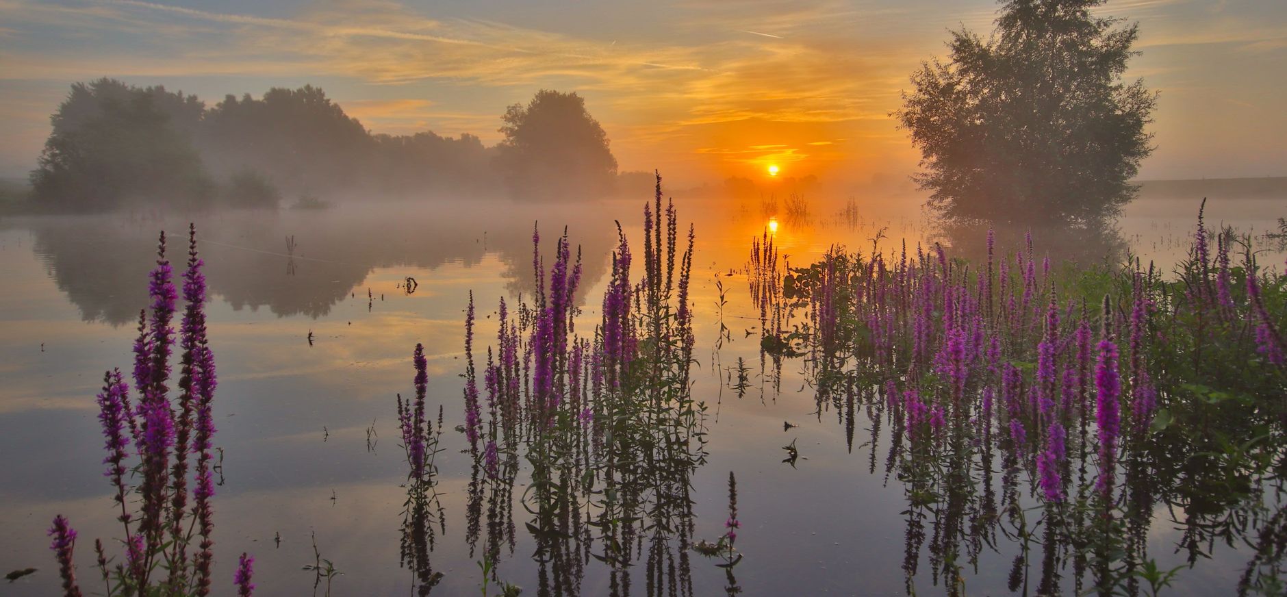 Kattenstaart bij zonsondergang Kattenstaart bij zonsondergang