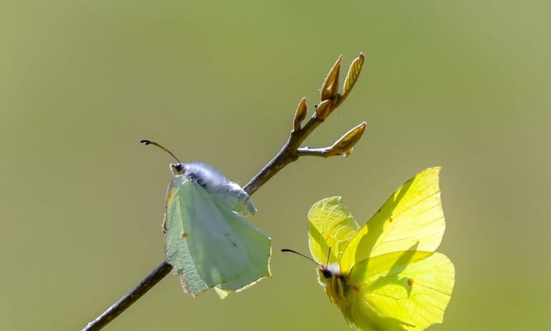Citroenvlinder Citroenvlinder