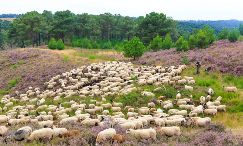 Schaapskudde Brunssummerheide Schaapskudde op de Brunssummerheide