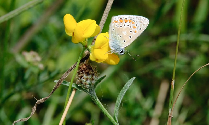 Icarusblauwtje (Polyommatus icarus) Icarusblauwtje (Polyommatus icarus)