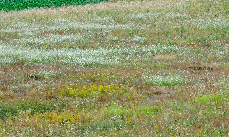 Kalkgrasland op de Sint-Pietersberg Kalkgrasland op de Sint-Pietersberg