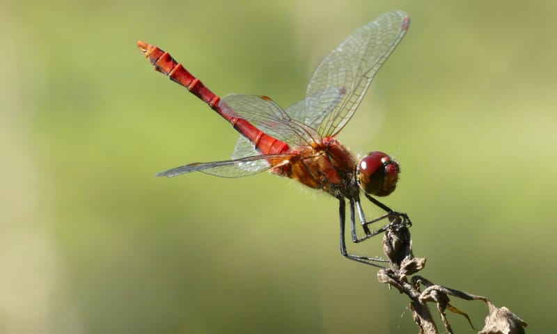 bloedrode heidelibel bloedrode heidelibel