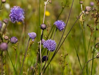 Blauwe Knoop is een blauwe bloem