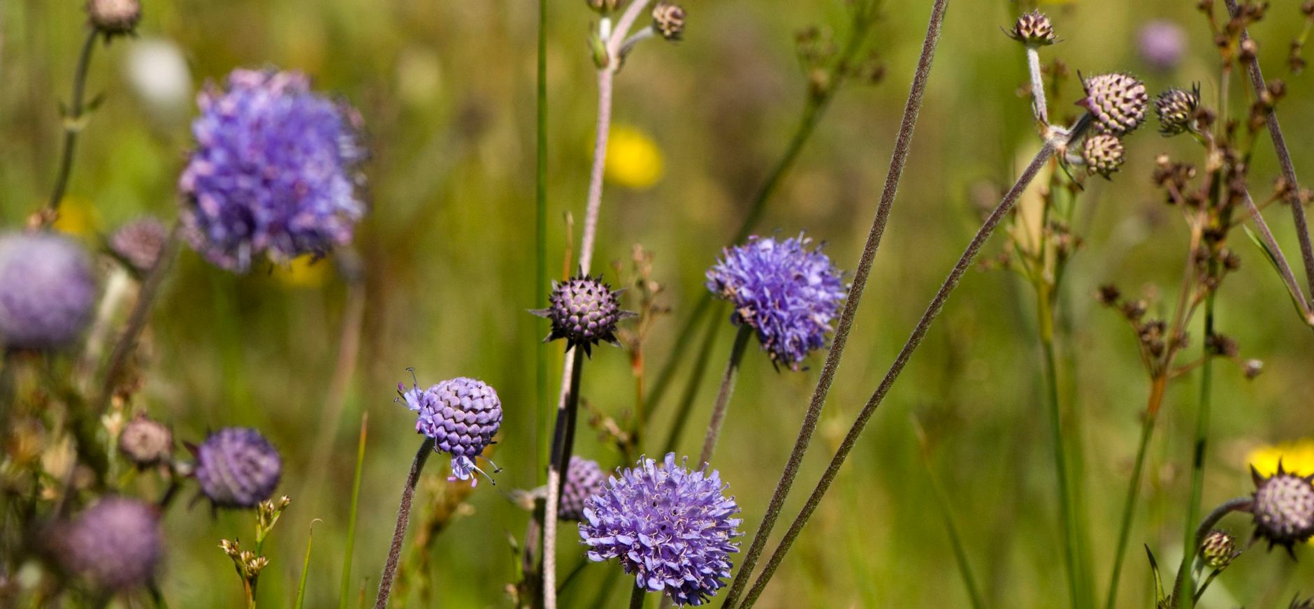 Blauwe Knoop is een blauwe bloem