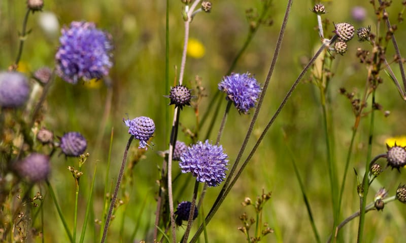Blauwe Knoop is een blauwe bloem