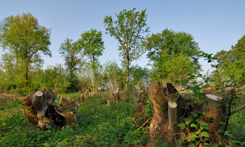 Hakhoutbeheer Hakhoutbeheer