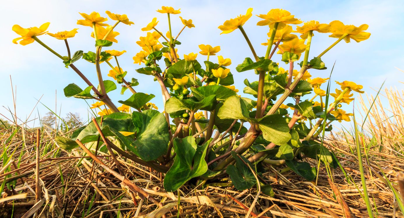 Dotterbloem