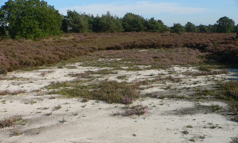 kleinschalig plaggen van heide heide plaggen