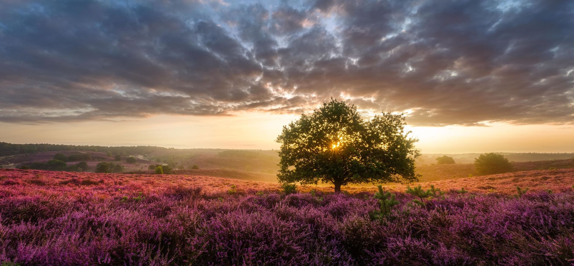 Zomerse heide op de posbank Zomerse heide op de posbank