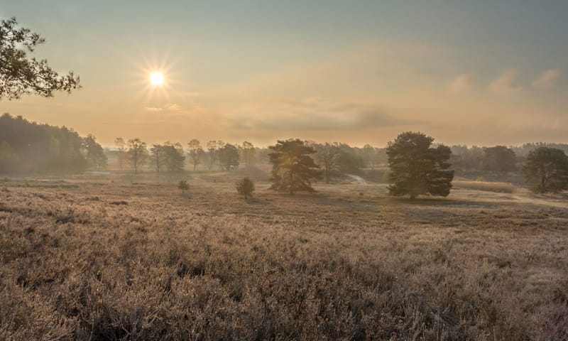 Brunssummerheide Vliegdennenveld