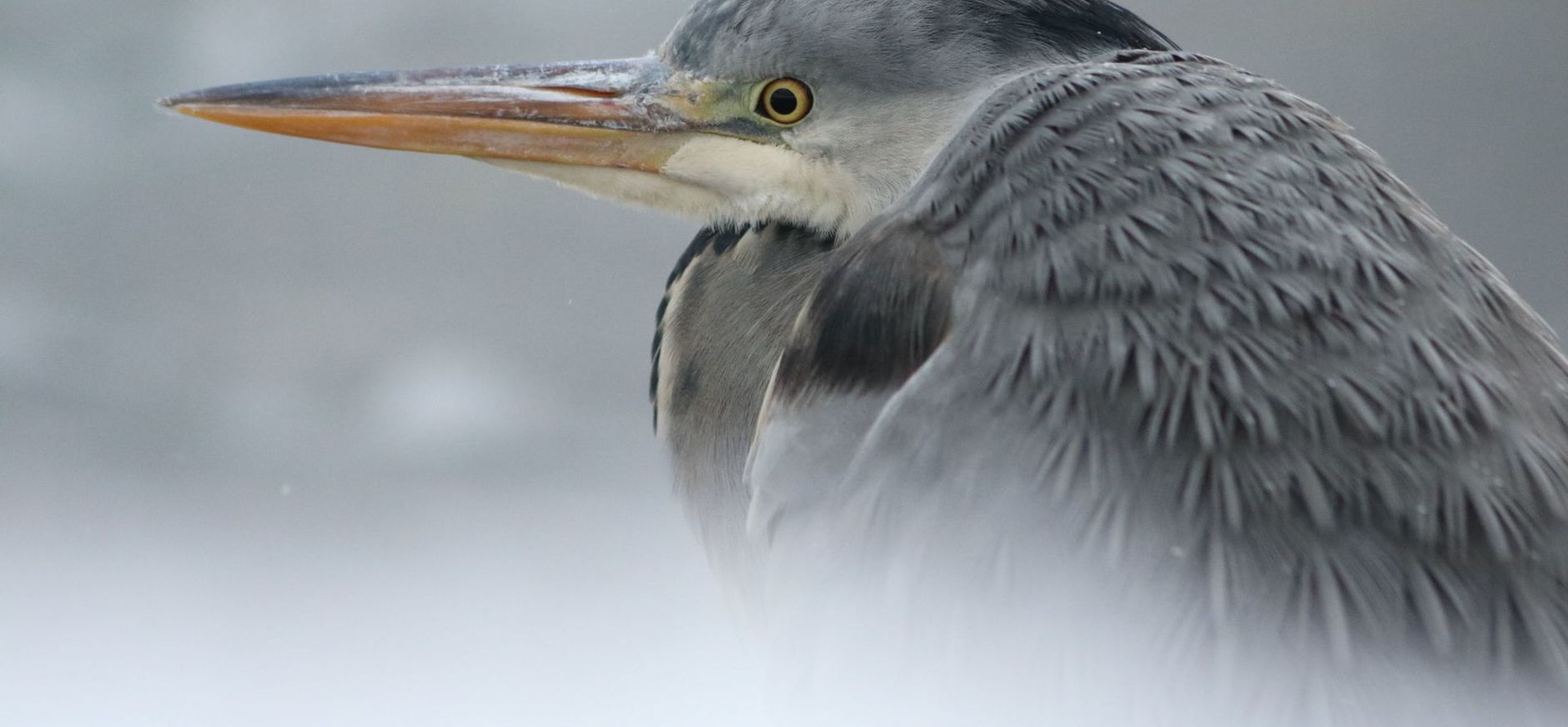 Blauwe reiger in de winter Blauwe reiger in de winter