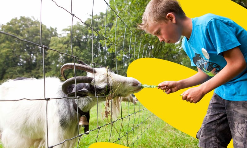 Wandelen met kinderen bij Nationaal Park Veluwezoom
