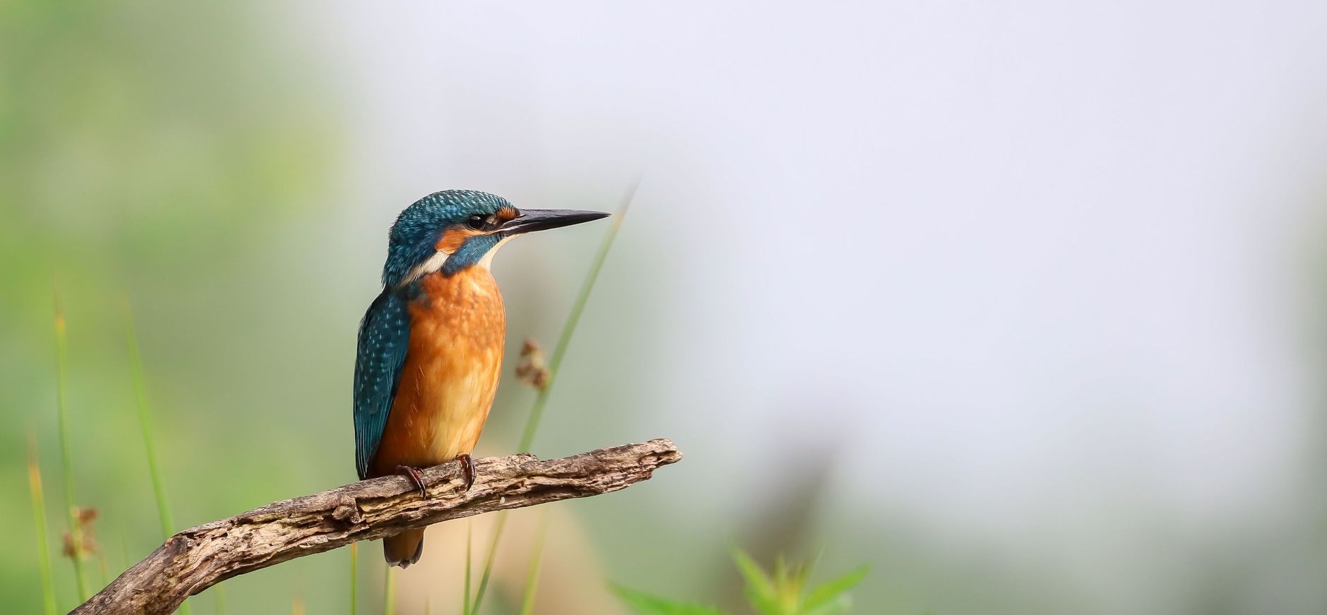 Ijsvogel