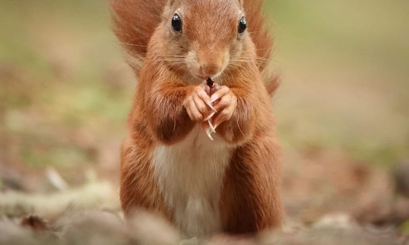 Eekhoorn (sciurus vulgaris) Eekhoorn