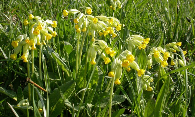Slanke sleutelbloem Slanke sleutelbloem