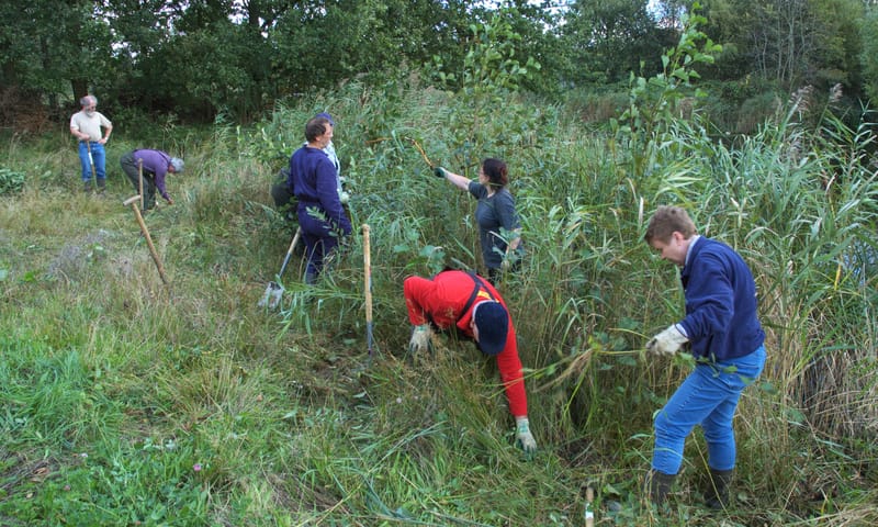 maaibeheer maaien van riet