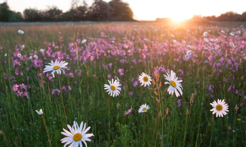 Zomers bloemrijk hooiland Zomers bloemrijk hooiland