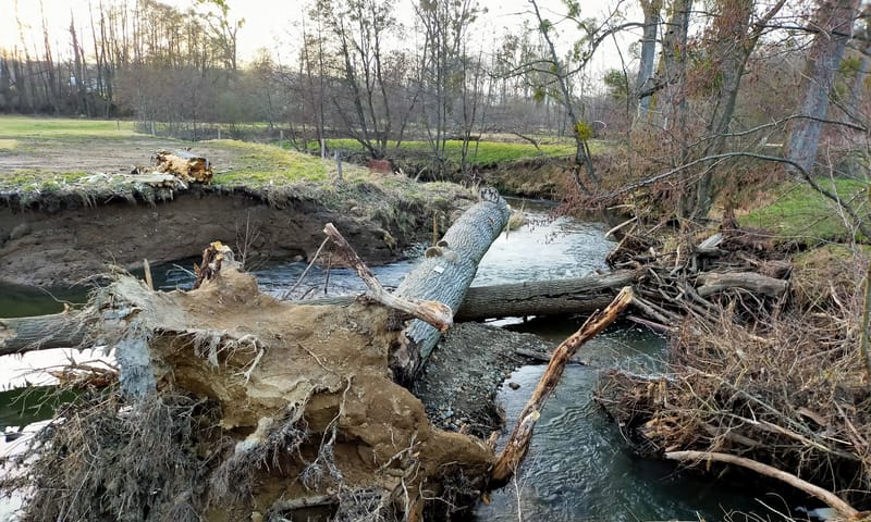 Omgevallen boom in de Geul