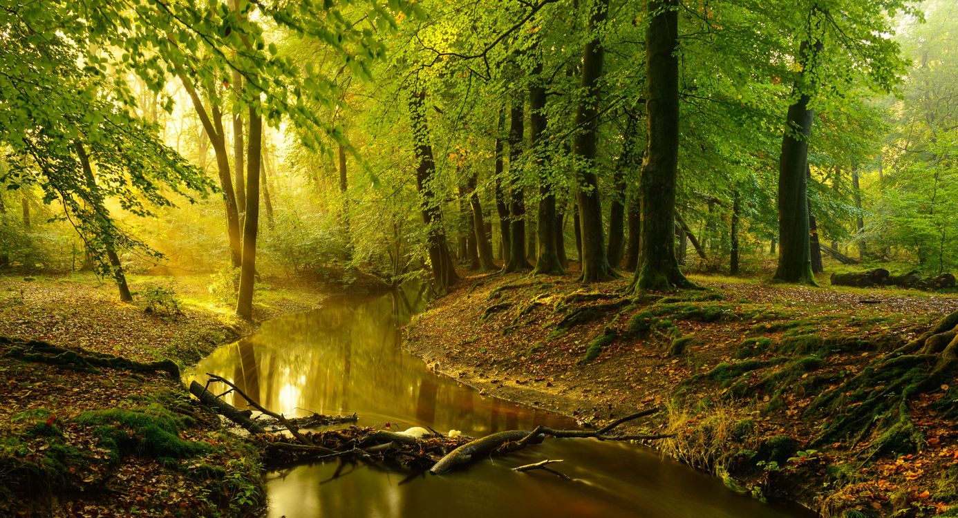 Wandelroute langs de beek in de Leuvenumse Bossen