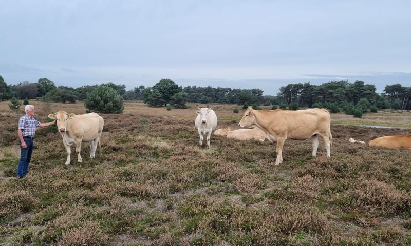 Peter Oomen met zijn blonde Aquitaine koeien op de Kampina
