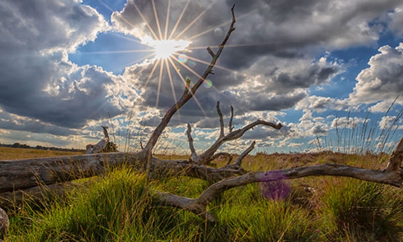wens de natuur beterschap