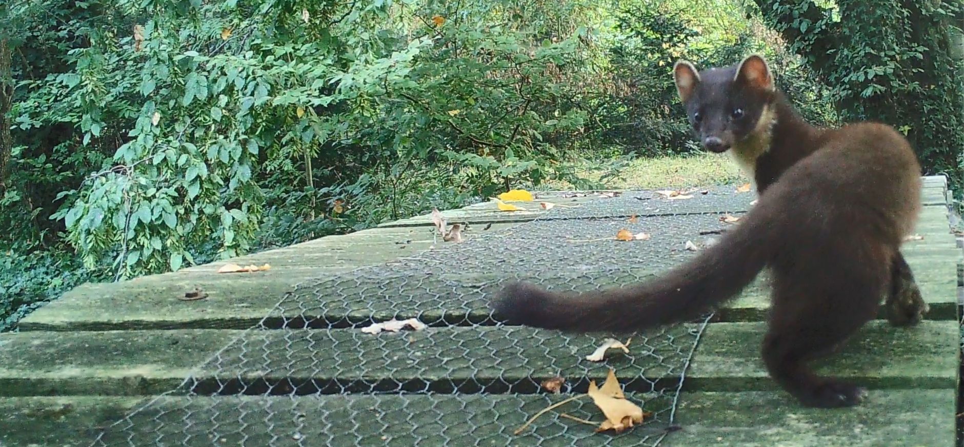 Boommarter Ackerdijkse Plassen