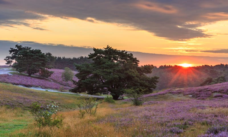 Brunssummerheide Schemering op de Brunssummerheide