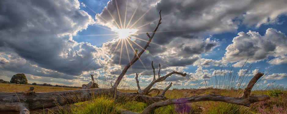 Dode bomen in Oisterwijk