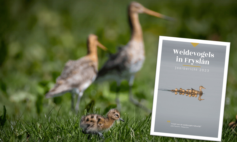 Gruttopaar met kuiken