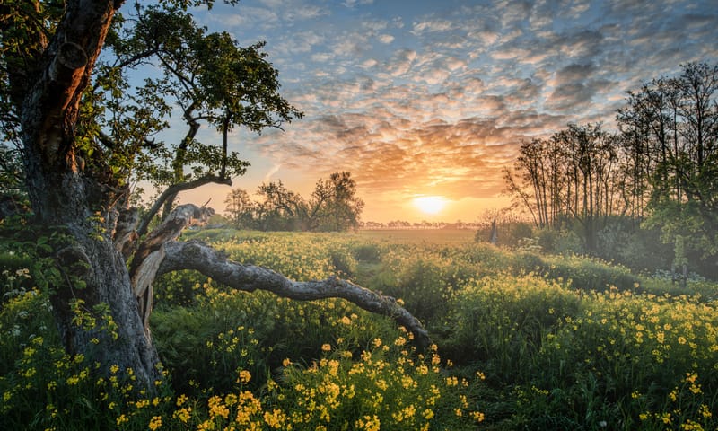 Zonsondergang en koolzaad