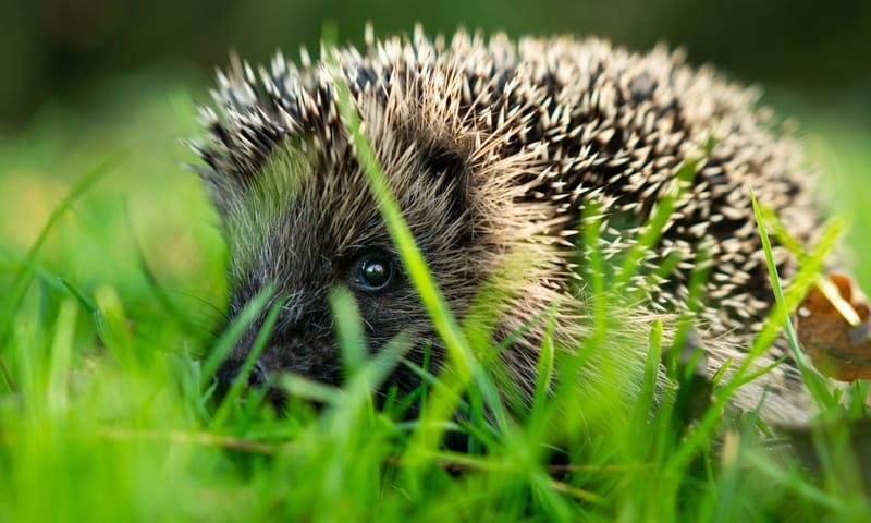 Egel Egel