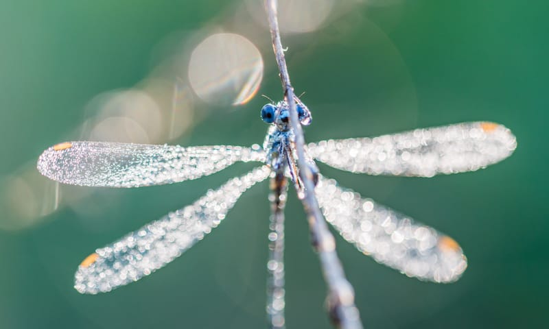 Dauwdruppels op waterjuffer
