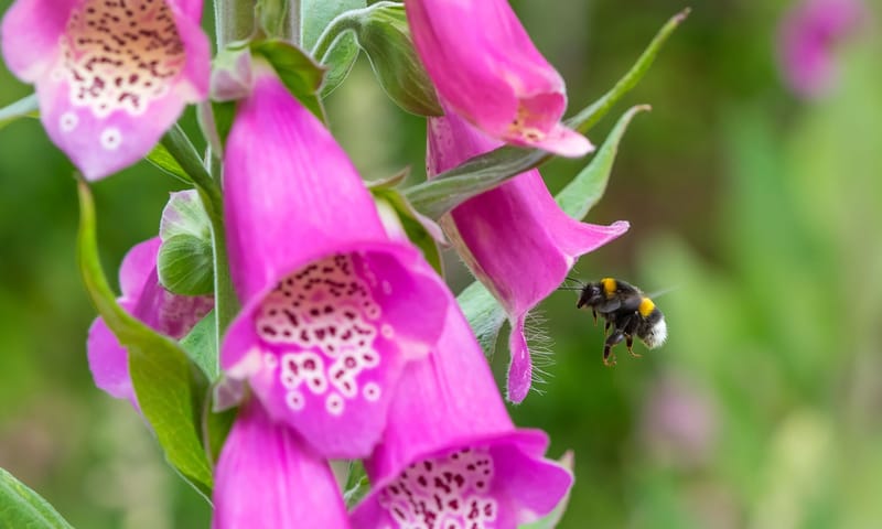 Hommel bij Vingerhoedskruid Hommel bij Vingerhoedskruid