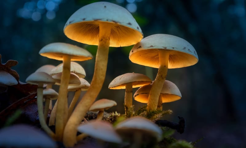 Paddenstoelen met kunstlicht Paddenstoelen met kunstlicht
