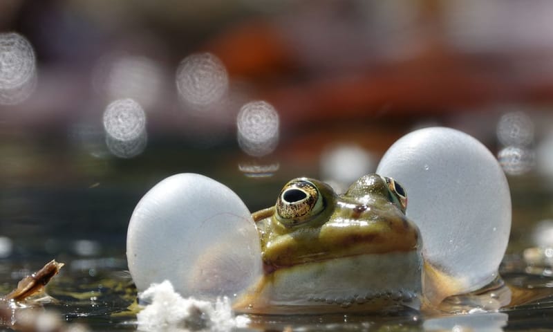 Groene kikker in vijver