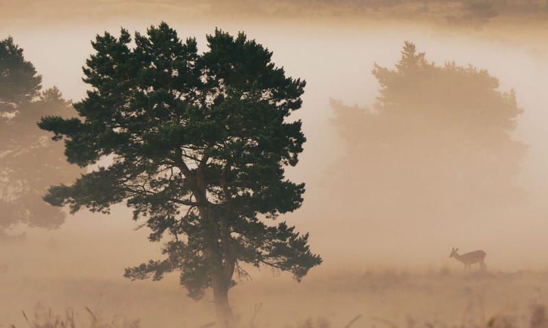 Edelhert in de mist