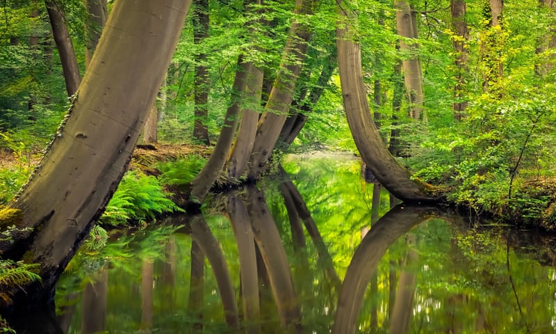Loofbos en kromme stammen