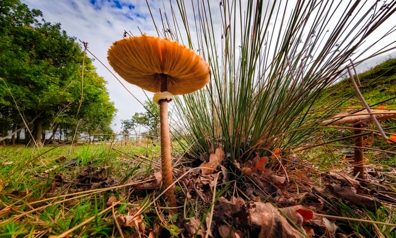 Grote Parasolzwam Grote Parasolzwam