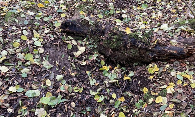 Drempeltje met boomstam