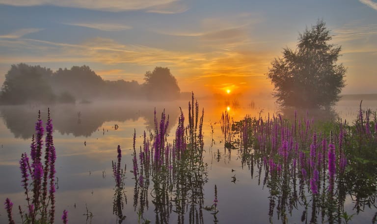 Kattenstaart bij zonsondergang