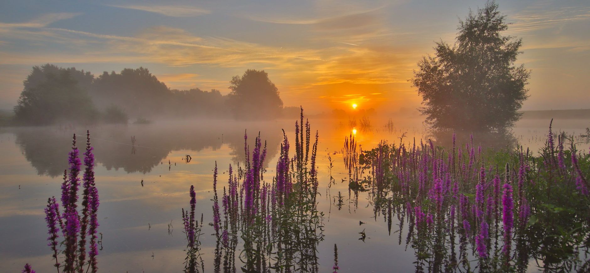 Kattenstaart bij zonsondergang