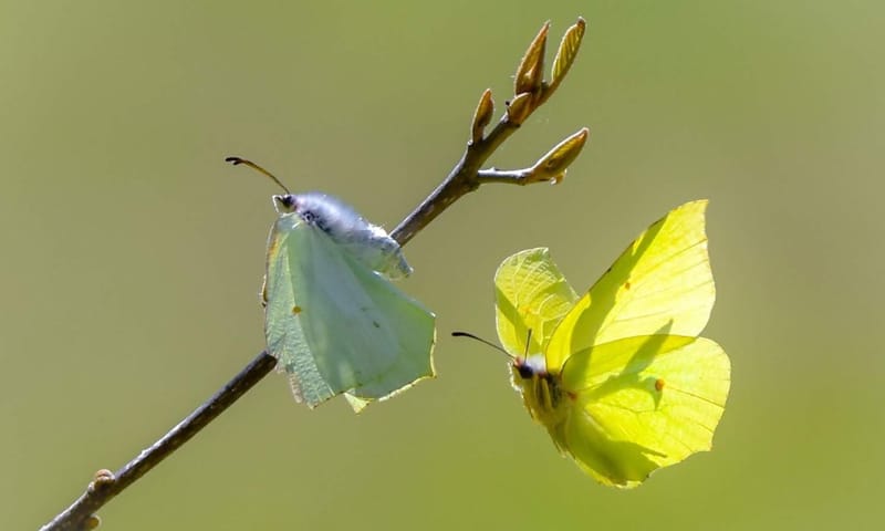 Citroenvlinder Citroenvlinder