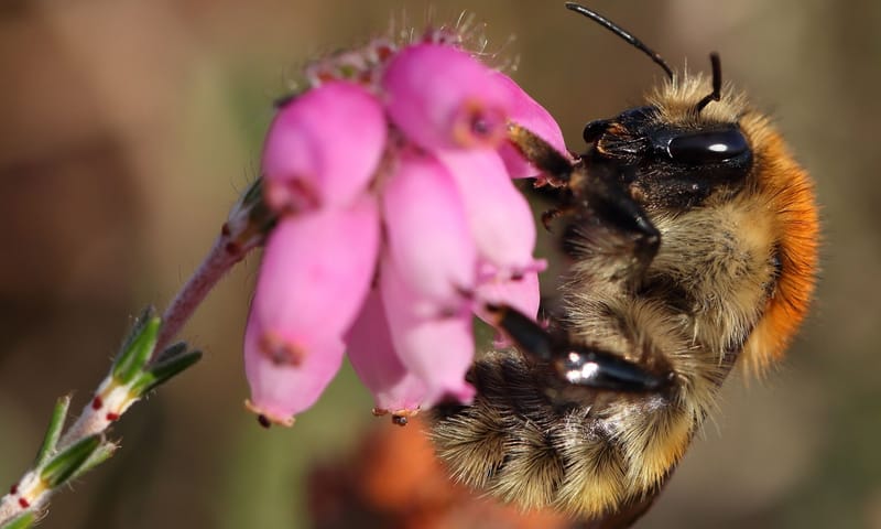 heidy, de heidehommel
