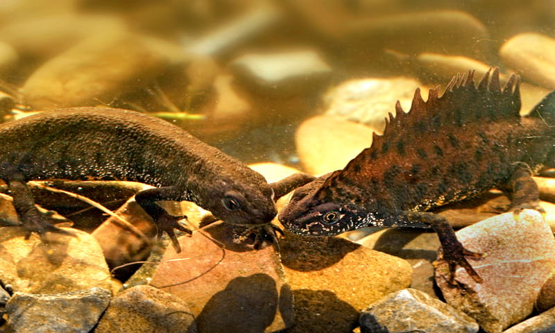 Kamsalamander